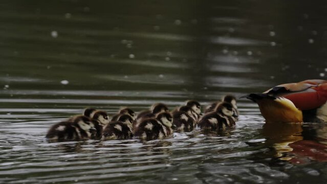 Close-up of Egyptian goose ducklings floating on the surface of the lake