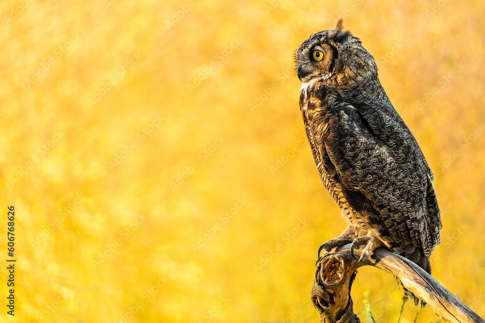 Poster closeup of a great horned owl isolated on a yellow background. bubo virginianus.