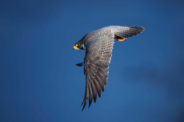 Closeup of a peregrine falcon during flight. Falco peregrinus.