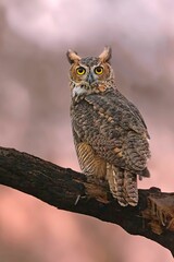 Vertical closeup of a great horned owl, Bubo virginianus.