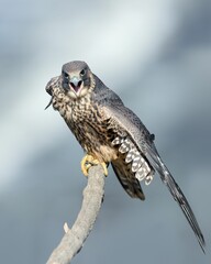 Vertical closeup of a peregrine falcon perched on a branch. Falco peregrinus.