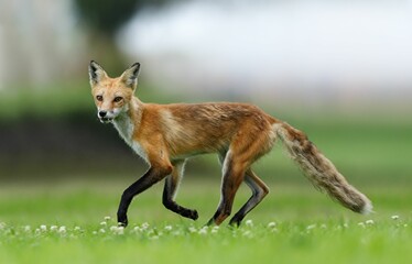 Closeup of a red fox running in a green meadow. Vulpes vulpes.
