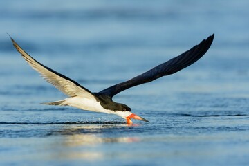 Closeup of an African skimmer flying above the water's surface. Rynchops flavirostris. - obrazy, fototapety, plakaty