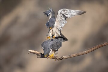 Closeup of peregrine falcons mating. Falco peregrinus.