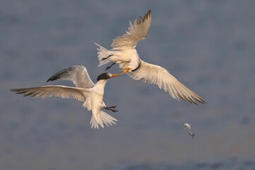 Closeup of two common terns in the air fighting for prey.