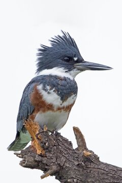 Vertical closeup of a female belted kingfisher, Megaceryle alcyon.