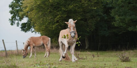 Beautiful view of Haflinger horses in the field.