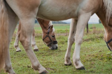 Naklejka na ściany i meble Closeup shot of Haflinger horses grazing in the field.
