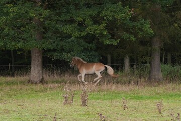 Naklejka na ściany i meble Beautiful view of a Haflinger horse in the field.