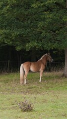 Vertical shot of a Haflinger horse in the field.