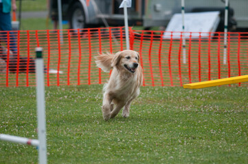 Golden Retriever running on an agility course