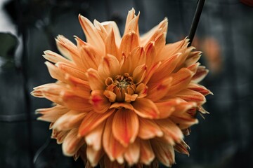 Obraz premium Closeup of a beautiful Dahlia flower in the fall