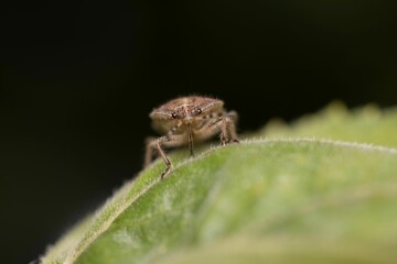 Macro shot of an insect on a green leaf