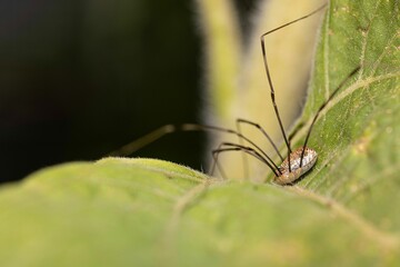 Macro shot of a cellar spider on a green leaf