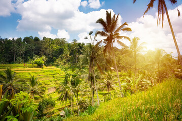 Fototapeta na wymiar Green rice fields plantation or paddies on Bali island, Indonesia