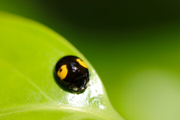 Asian ladybird beetle (Namitento, Harmonia axyridis) with orange spots on black sitting in the forest green leaves (Sunny outdoor close up macro photograph)