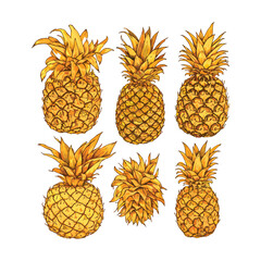Set of Colorful pineapple sketch style vector illustrations isolated on white background.