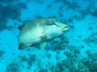 Napoleon fish. Red sea, Egypt