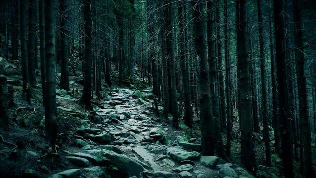 Rocky footpath in dense, ominous and dark forest, camera slowly progressing. Magic evil woods, enchanted path, danger