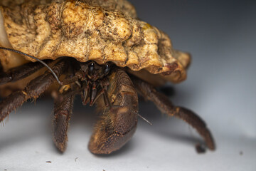 Close Up of Big Hermit Crab, Paguroidea , kelomang, Kepompong