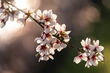 Flores de almendros en un atardecer 