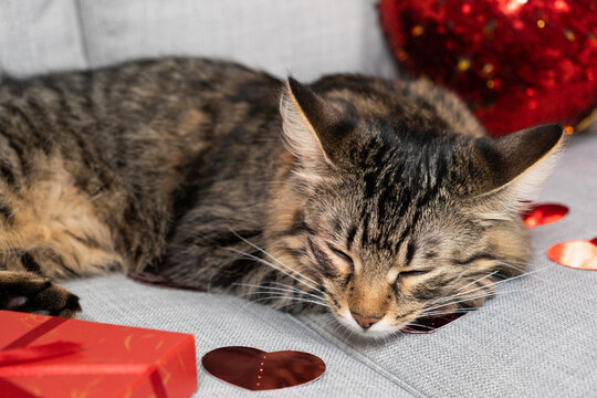 Cute young cat sleeping among red hearts on couch, cat's valentine's day.