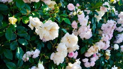 満開のピンクと白の八重咲の槿（ムクゲ）