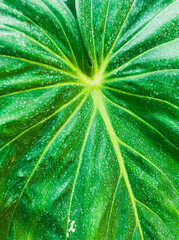 background with natural leaves