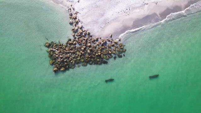 Aerial top view footage of two manatees swimming in the water near the shoreline