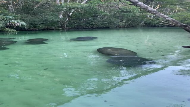 Vertical shot of Manatees floating down Weeki Wachee River, Florida