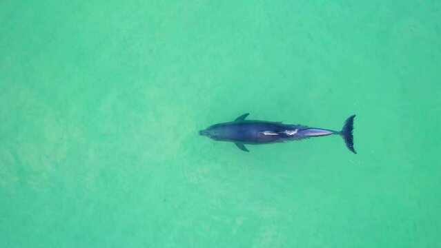 Aerial view of a dolphin surfing in a crystal clear water