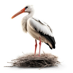 Standing stork bird isolated on white background