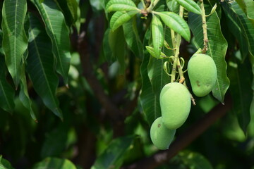 Bunch of mangoes hanging with branch of tree in garden.