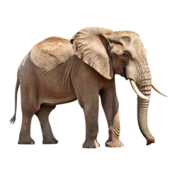 Zelfklevend Fotobehang elephant © Panaphat