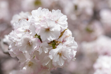 Japanese sakura cherry blossom in full bloom