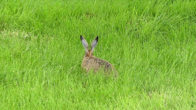 Adult brown hare in a green field eats grass, jumps and runs away. Spring green view with a hare in a natural environment - real time.