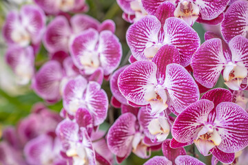 Close up of the pink orchids in garden.