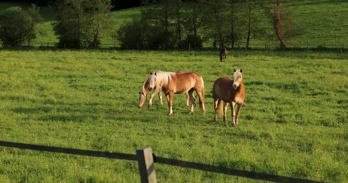 Three Haflinger horses graze in a meadow in a paddock