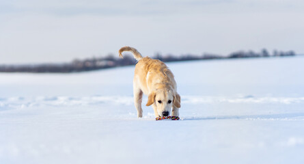 Nice young retriever dog during winter walk