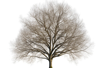 Isolated Tree without leaves On Transparent Background. Generative Ai