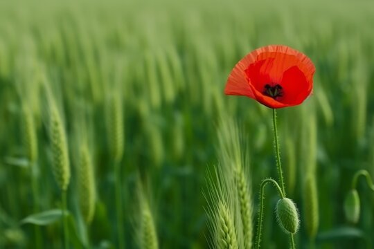 Single red poppy flower on green cereal field in spring, Generative ai