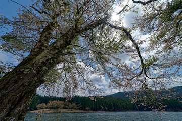 散り始めた桜と湖