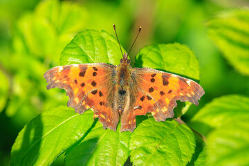 Comma butterfly Polygonia c-album resting side view