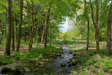 新緑の小川が流れる公園