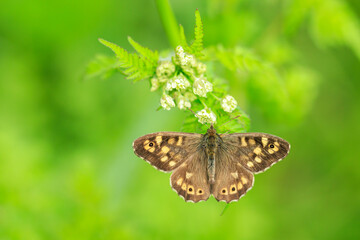 Speckled wood butterfly, Pararge aegeria, top view