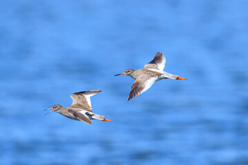 common redshank tringa totanus wader bird in flight