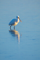 Closeup of a common spoonbill, Platalea leucorodia, foraging