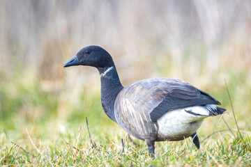Brant or brent goose, Branta bernicla, foraging in a meadow