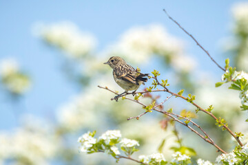 Juvenile Stonechat, Saxicola rubicola, bird singing