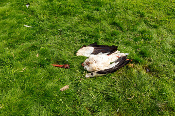 A killed white stork on a meadow